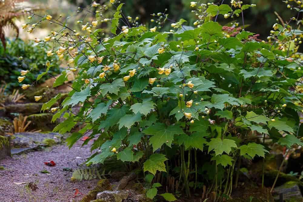 Yellow Wax Bells (Kirengeshoma palmata)