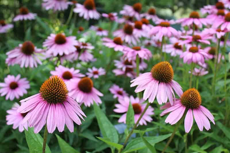 Pale Purple Coneflower (Echinacea Pallida)