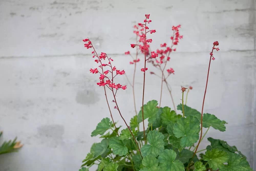 Coral Bells (Heuchera)