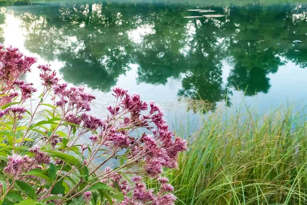 Joe Pye Weed (Eutrochium)