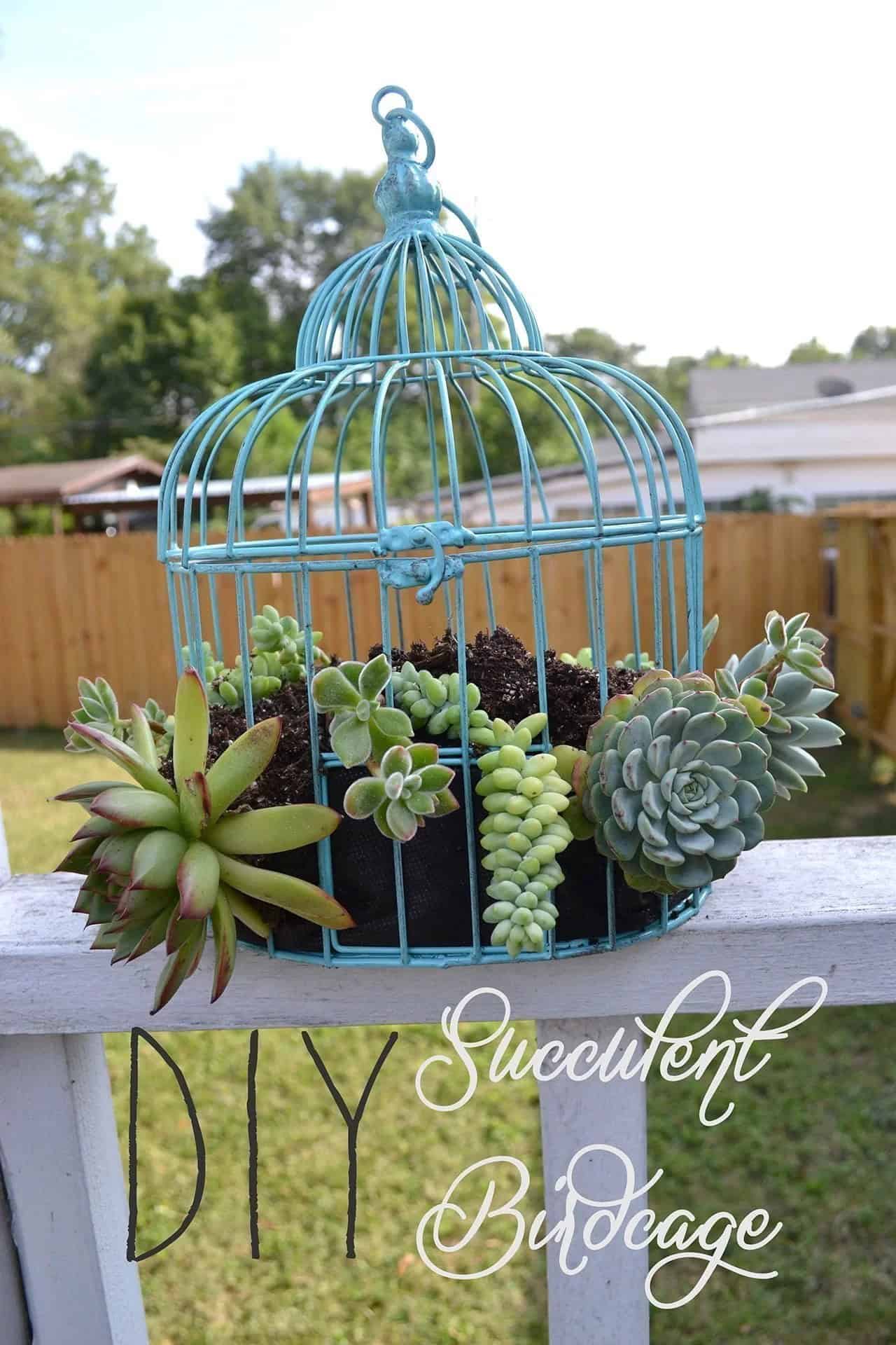 DIY Succulent Birdcage