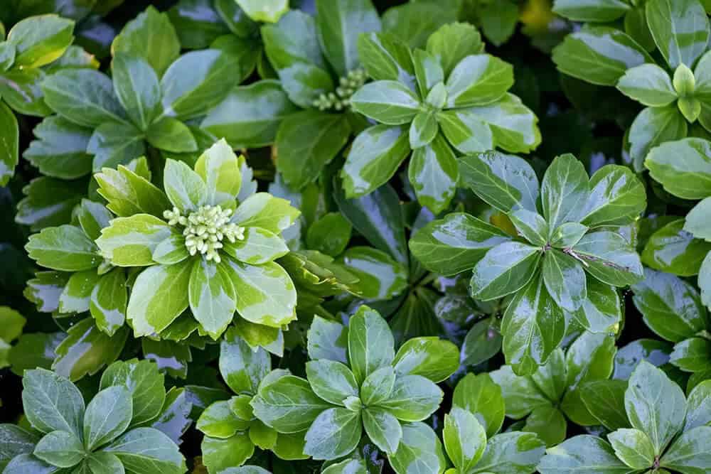 Pachysandra (Pachysandra terminalis)