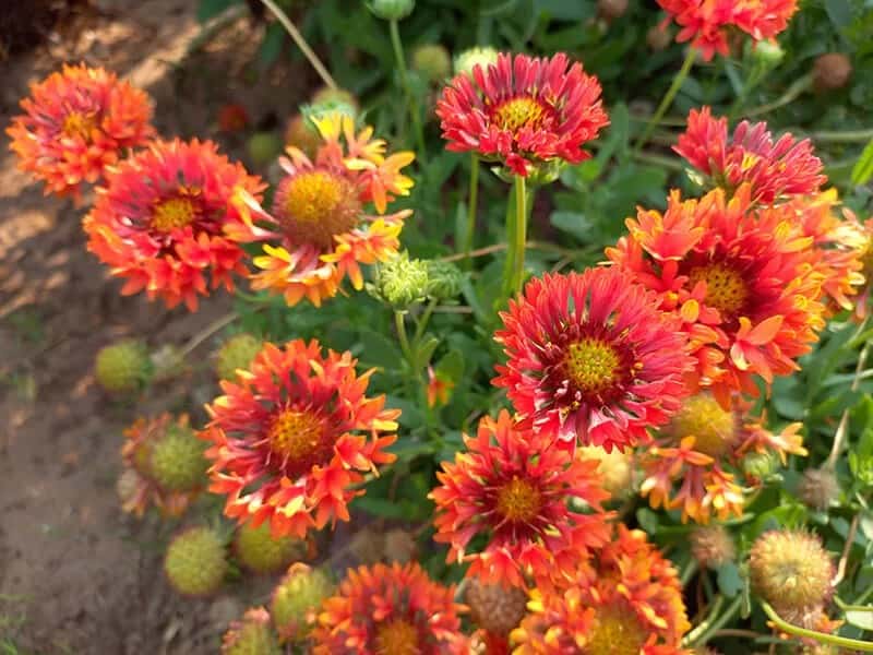 Firewheel (Gaillardia Pulchella)