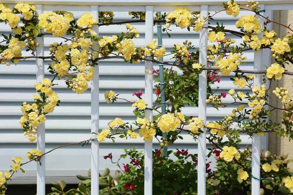 Lady Banks Rose (Rosa banksiae)