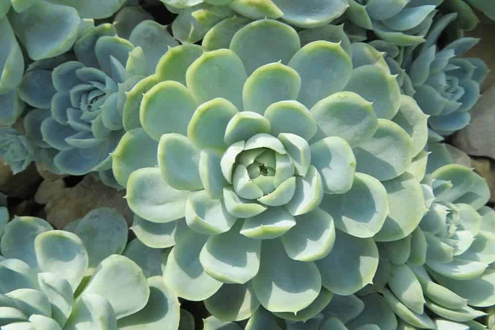 Echeveria (Echeveria)