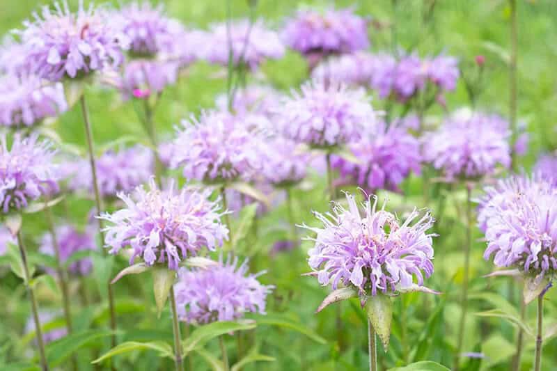 Bee Balm (Monarda Didyma ‘Pink Frosting’)