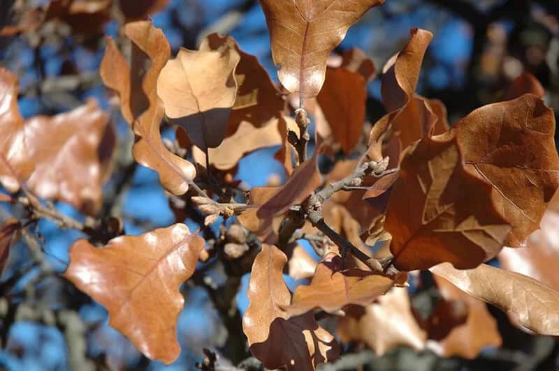 Blackjack Oak Tree (Quercus Marilandica)