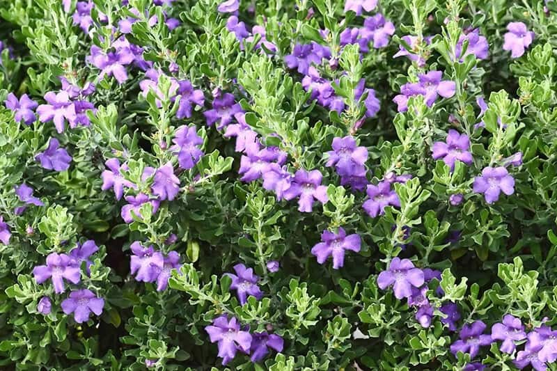 Texas Barometer Bush (Leucophyllum Frutescens)