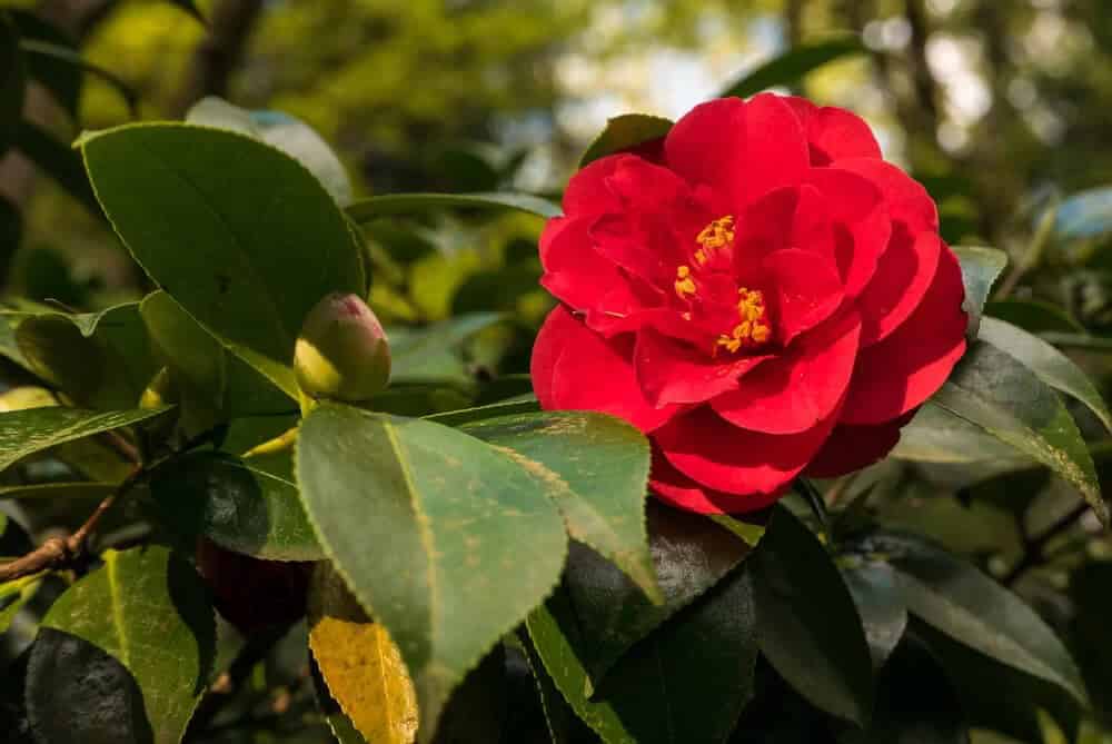 Japanese Camellia (Camellia japonica)