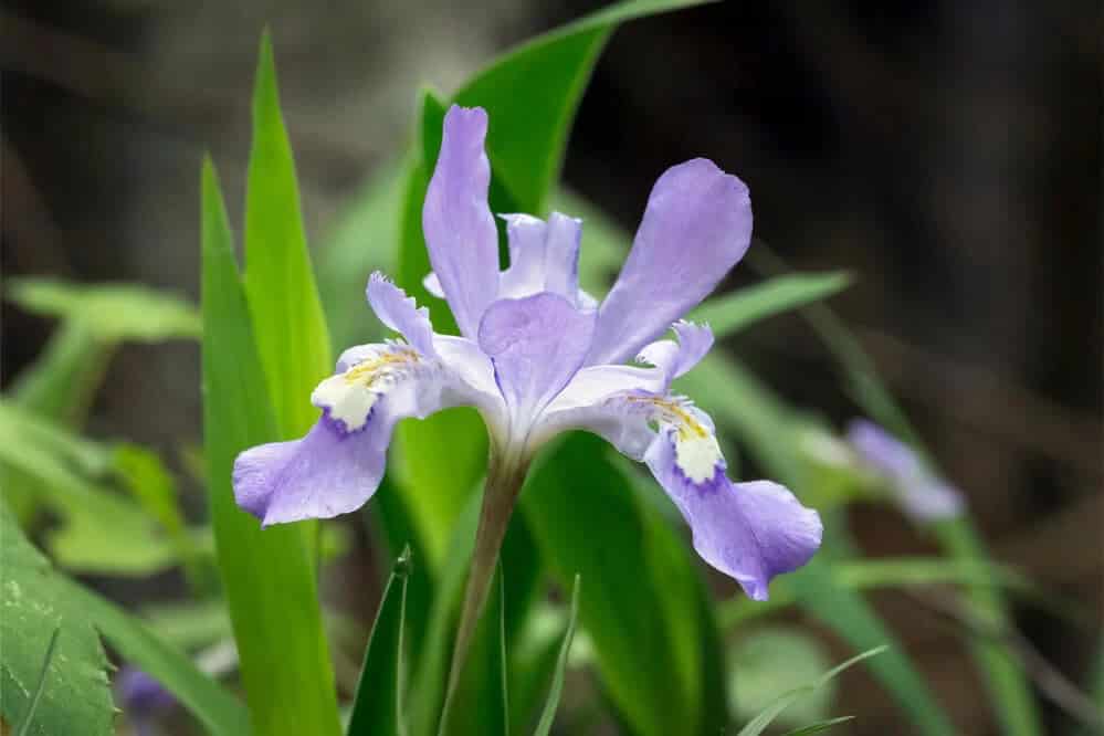 Crested Iris (Iris cristata)